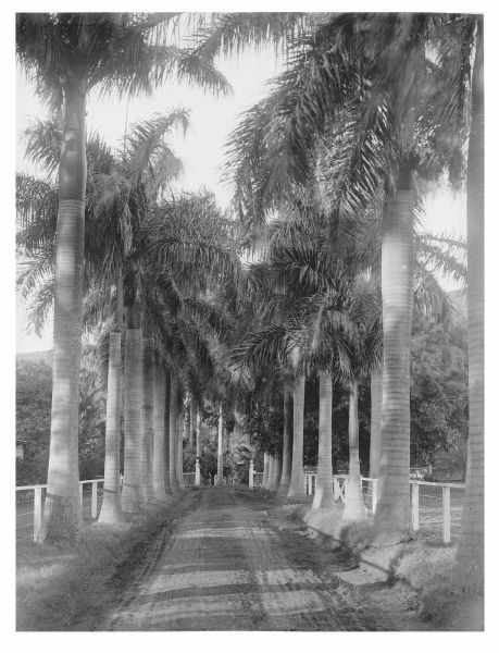 Royal Palm Ave, Honolulu, 1907