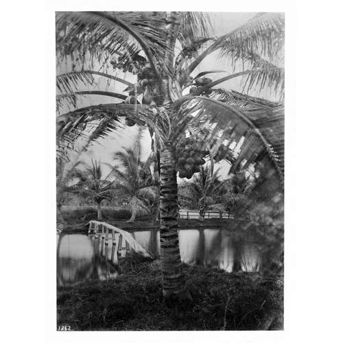 Coconut Palm, Hawaii, 1907-20