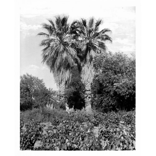 Old Palm Trees, South Pasadena, c1910