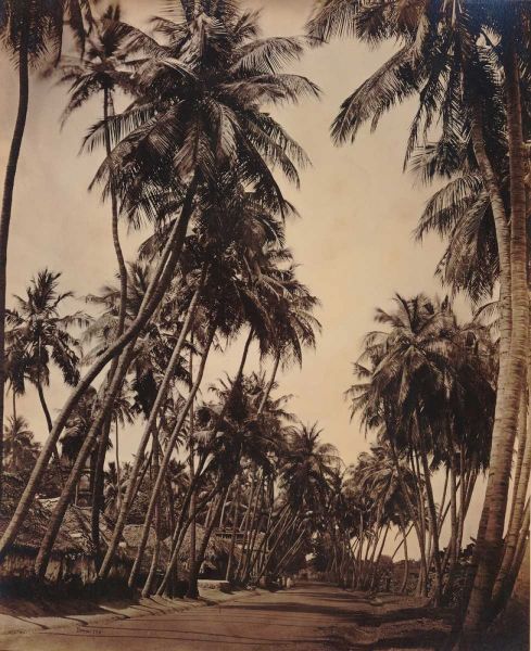 Coconut Palms, Coonoor India 1870