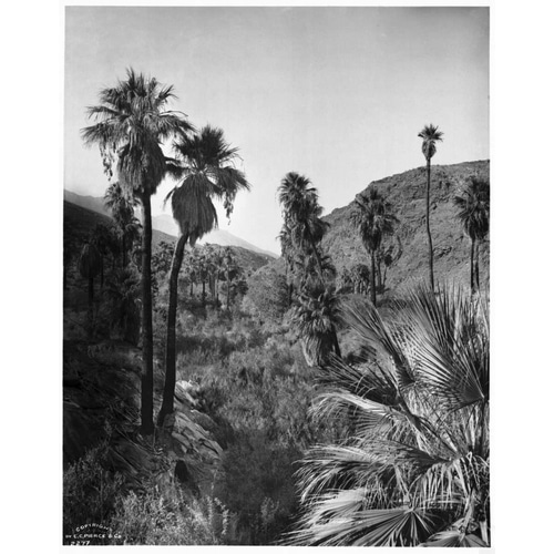 Palm Canyon, Palm Springs c,1903
