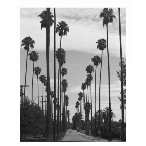 Palm Trees, Victoria Ave, Riverside c1910