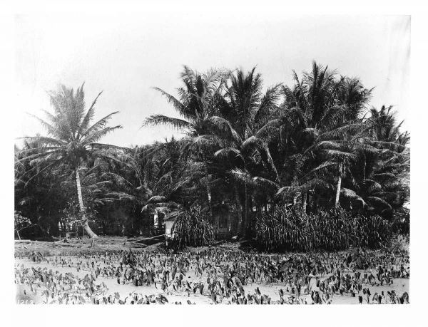 Taro fields, Date Palms, Hawaii 1907