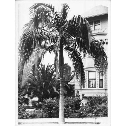 Palm, Seaforchia Elygans, CA c 1920