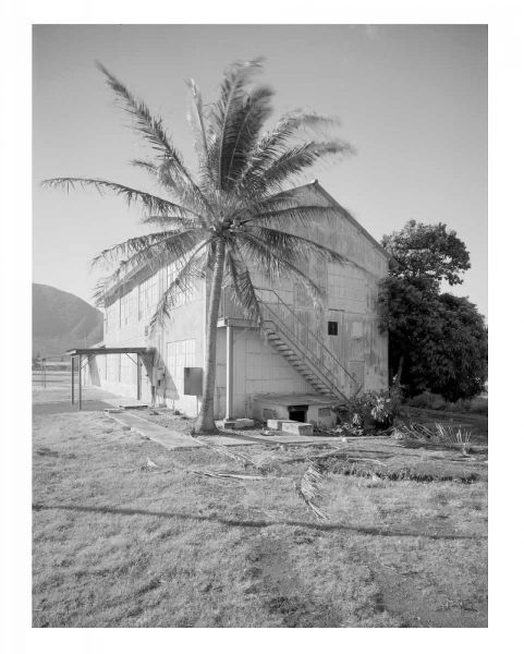 Palm Tree, Naval Magazine Bldg, Hawaii, c1907