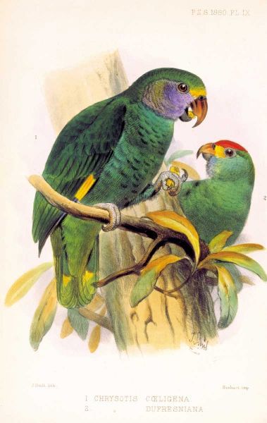 Parrots, Chrysotis