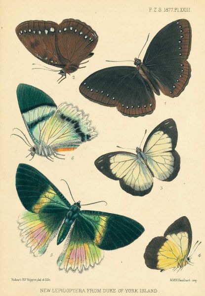 Butterflies, Duke of York Island
