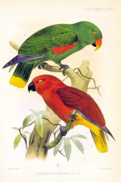 Parrots, Eclectus Riedelli