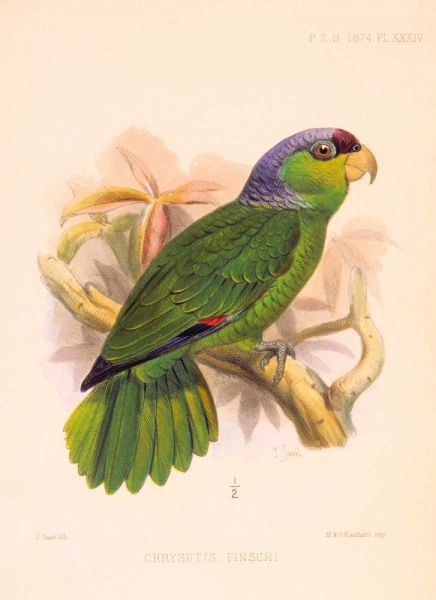 Parrot, Chrysotis Finschi