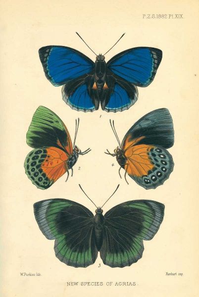 Butterflies, New species of Agrias