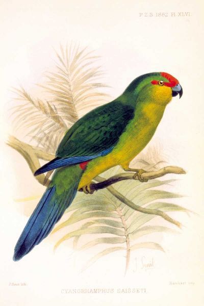 Parrot, Saisseti