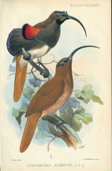 Sicklebill, Bird of Paradise