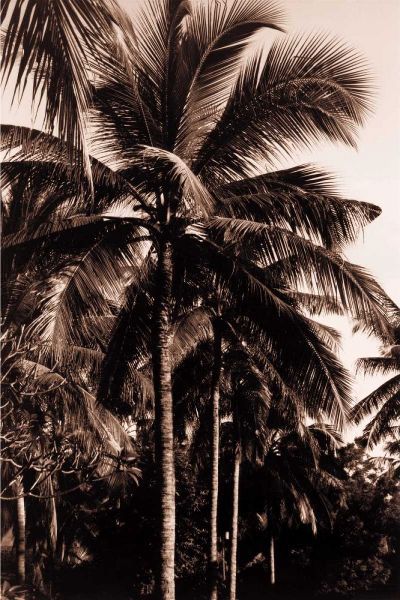 Coconut Palm, Bali