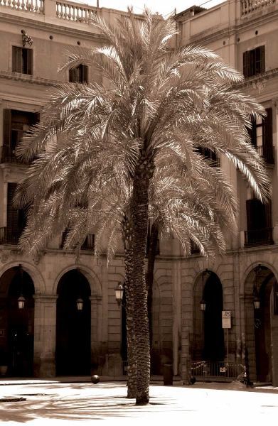 Canary Palm, Barcelona
