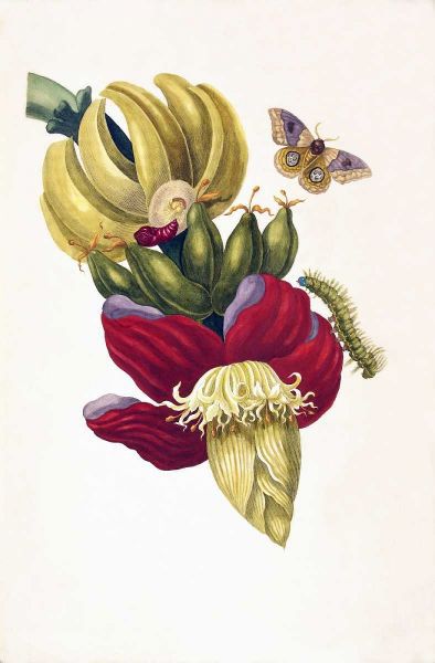 Banana, Butterfly, plate13