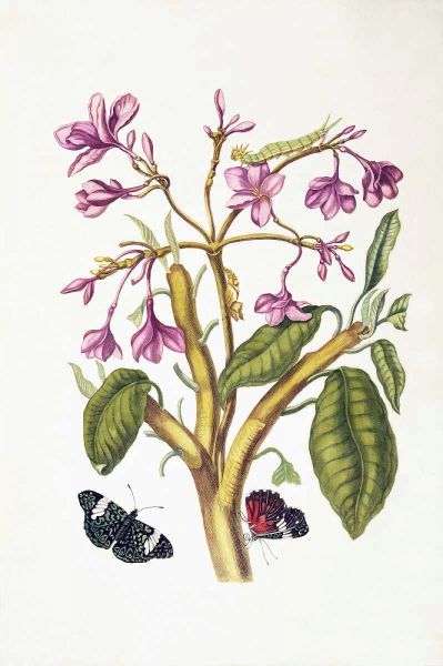 Tropical flower, Butterflies, plate 8