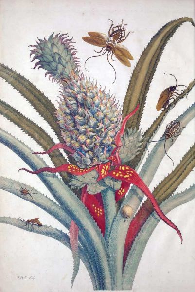 Pineapple, Insects, plate 1
