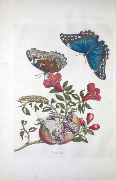 Tropical fruit,Butterflies,  plate 96
