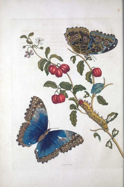 Tropical fruit,Butterflies, plate 2