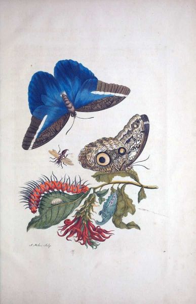 Tropical fruit, Butterflies, plate 3