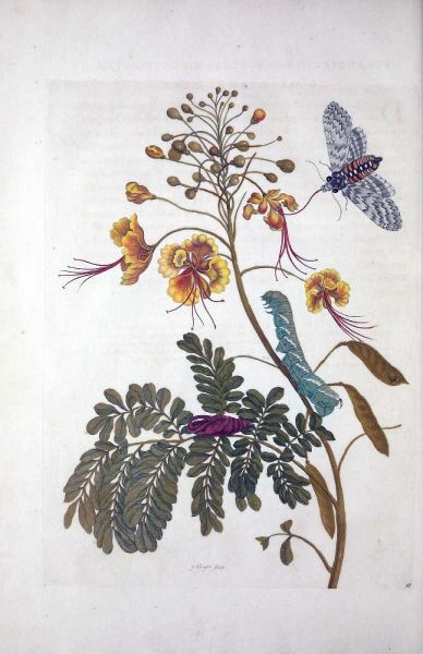 Tropical flower,Butterfly,  plate 45