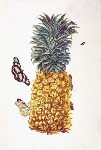 Pineapple, Butterflies, plate 11