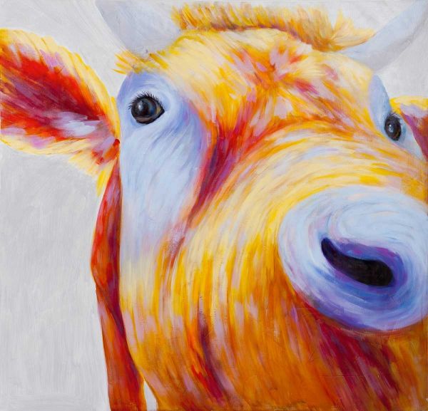 Curious Colorful Cow