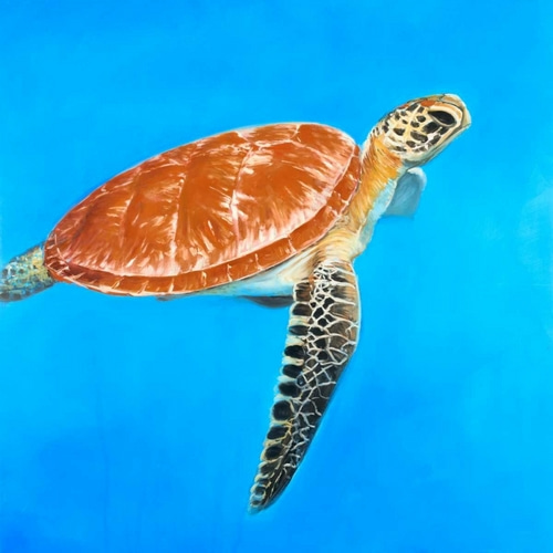Green Aquatic Turtle
