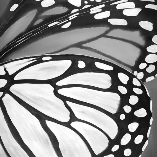 Black and White Monarch