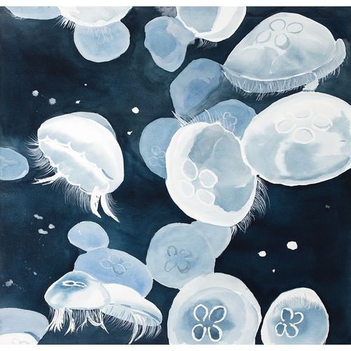 Aurelia Aurita Jellyfishes
