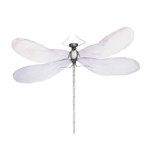 DELICATE DRAGONFLY
