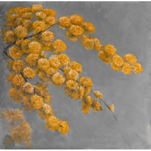 Golden Wattle Plant with Flowers