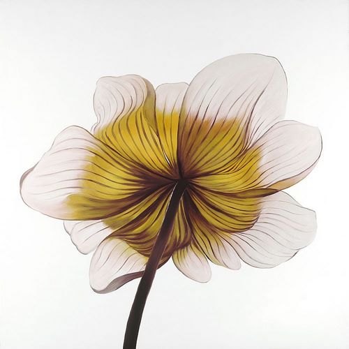 Beautiful anemone yellow flower