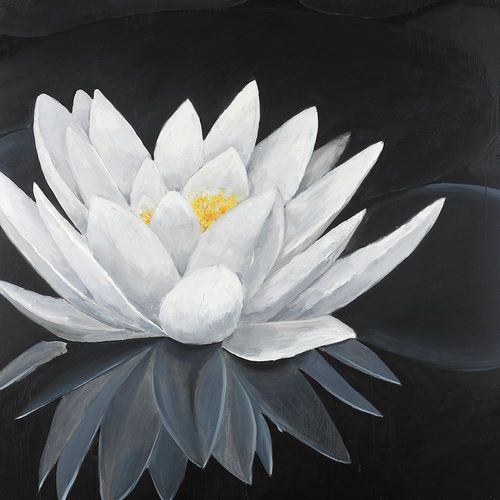 Lotus Flower with Reflection