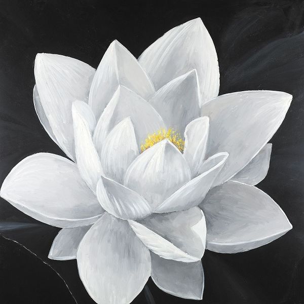 Overhead View of a Lotus Flower