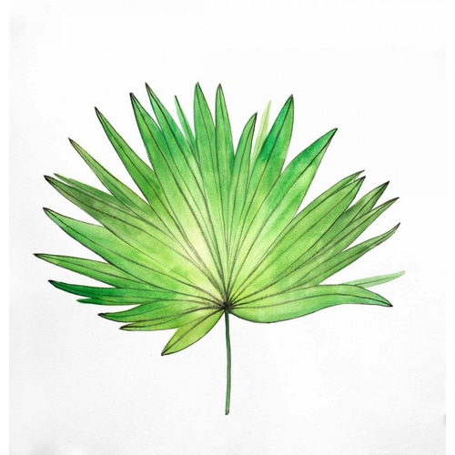 Fan Palm Leaf