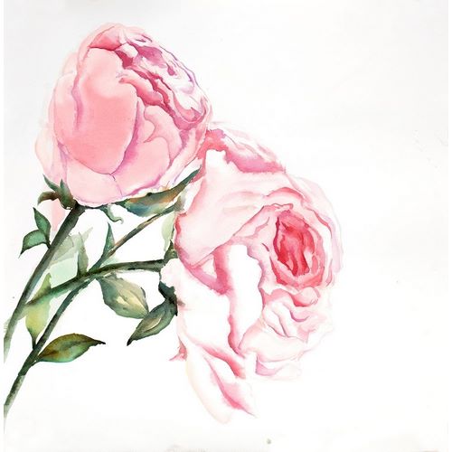 Watercolor Pink Roses