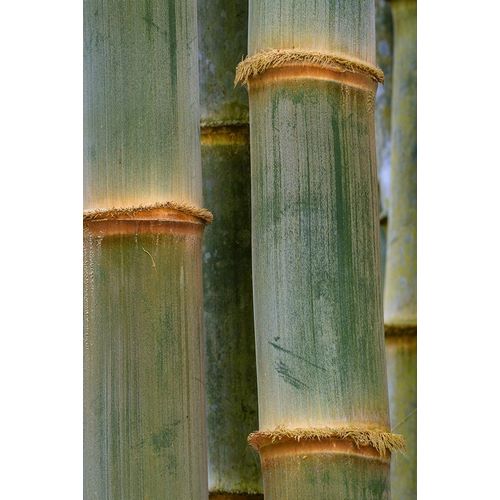 Bamboo Studies