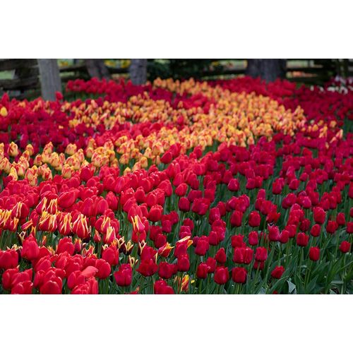 Crowell, Nancy 아티스트의 Field of Tulips II작품입니다.
