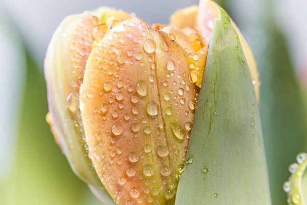 Dewdrop Tulip I