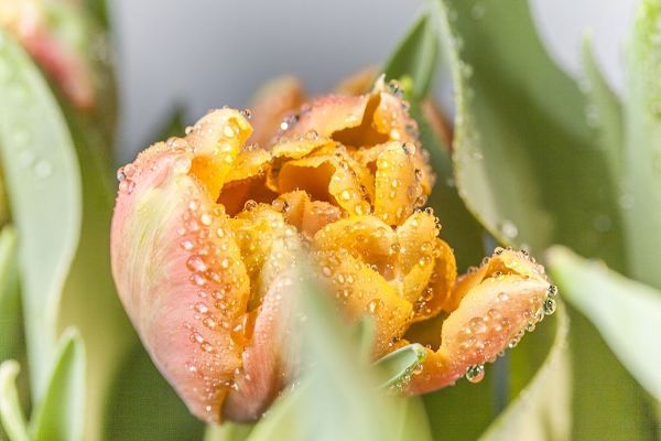 Dewdrop Tulip II