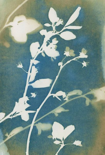 St. Andre, Liz 아티스트의 Spring Bloom IV작품입니다.