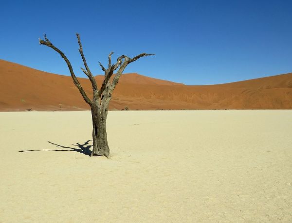Sand Dunes Dry tree desert