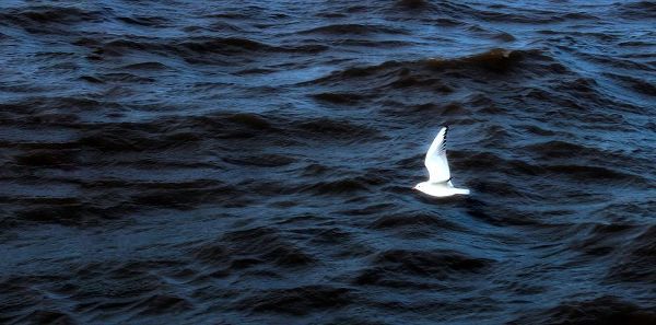 Anonymous 작가의 Seagull Flying on the blue Sea 작품
