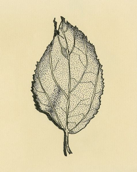 Leaf on Beige background