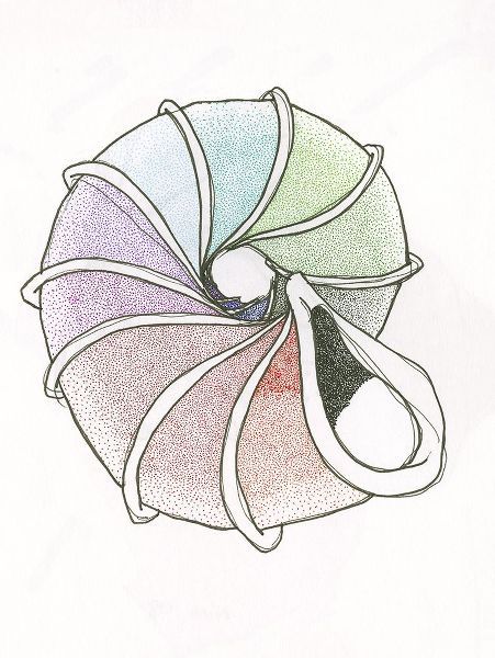 Multicoloured Sea Shell