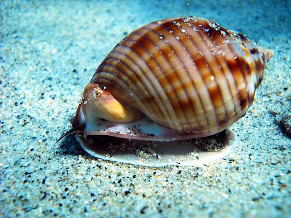 Casside-underwater-seashell
