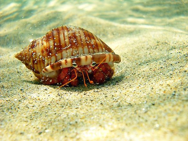 Hermit-crab-under-water-sea-photo