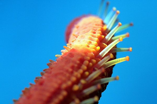 Starfish-arm-under-water-photo