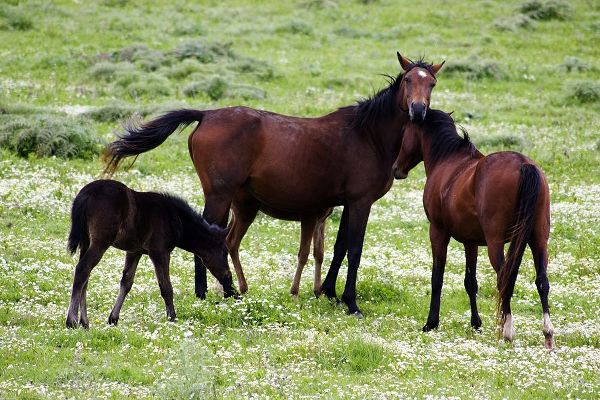 Countryside--photo-horse-family